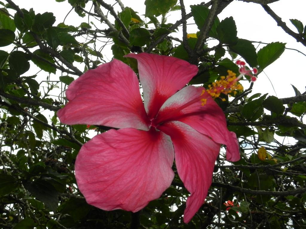Fare Arana Moorea Guesthouse Atiha Exterior foto